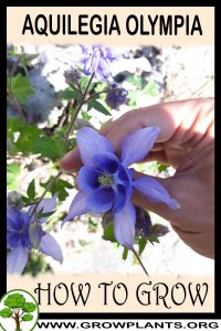 How to grow Aquilegia olympia