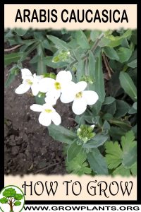 How to grow Arabis caucasica