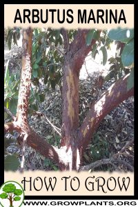 How to grow Arbutus Marina