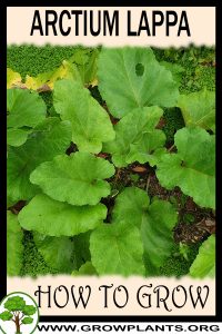 How to grow Arctium lappa