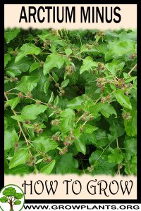 How to grow Arctium minus
