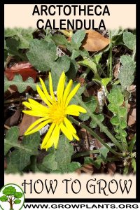 How to grow Arctotheca calendula