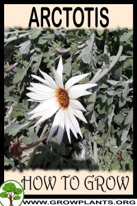 How to grow Arctotis