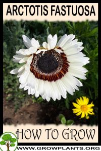 How to grow Arctotis fastuosa