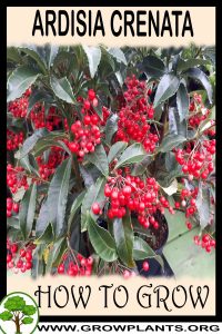 How to grow Ardisia crenata
