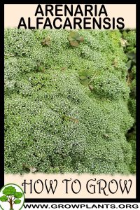 How to grow Arenaria alfacarensis