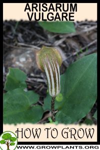 How to grow Arisarum vulgare