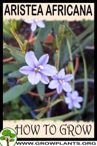 How to grow Aristea africana
