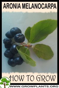 How to grow Aronia melanocarpa
