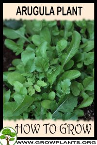 How to grow Arugula