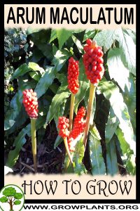 How to grow Arum maculatum