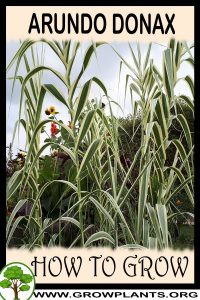How to grow Arundo donax