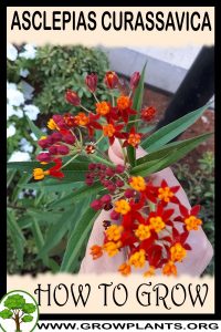 How to grow Asclepias curassavica