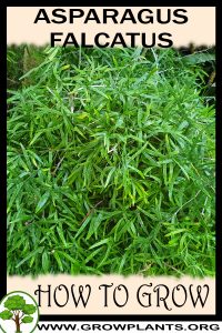 How to grow Asparagus falcatus