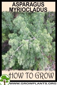 How to grow Asparagus myriocladus