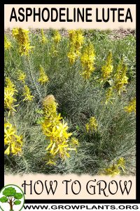 How to grow Asphodeline lutea