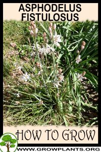 How to grow Asphodelus fistulosus