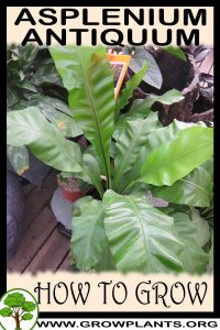 How to grow Asplenium antiquum