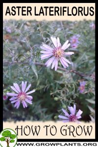 How to grow Aster lateriflorus