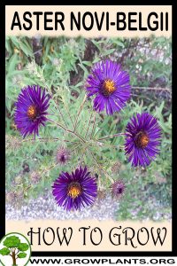 How to grow Aster novi belgii