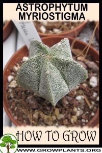 How to grow Astrophytum myriostigma