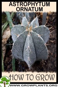 How to grow Astrophytum ornatum
