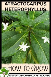 How to grow Atractocarpus heterophyllus