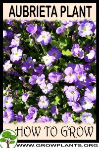How to grow Aubrieta