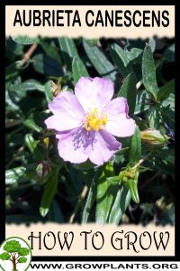 How to grow Aubrieta canescens