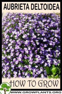 How to grow Aubrieta deltoidea