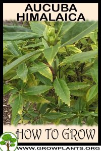 How to grow Aucuba himalaica