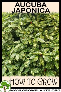 How to grow Aucuba japonica