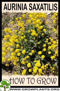 How to grow Aurinia saxatilis