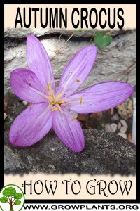 How to grow Autumn crocus
