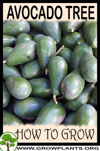 How to grow Avocado tree