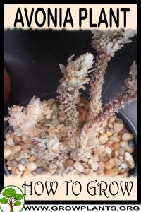 How to grow Avonia