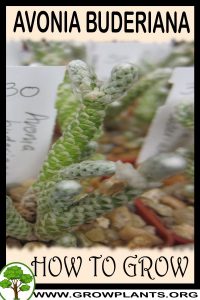 How to grow Avonia buderiana