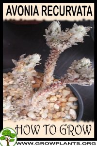 How to grow Avonia recurvata