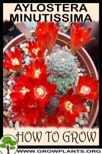 How to grow Aylostera minutissima