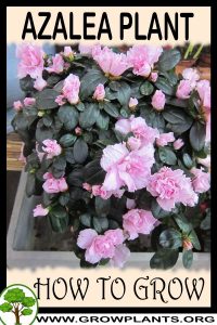 How to grow Azalea