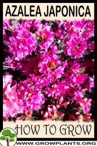 How to grow Azalea japonica