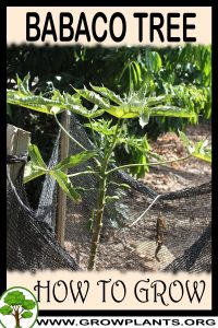 How to grow Babaco