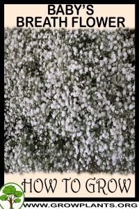 How to grow Baby's breath flower