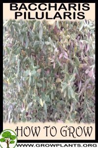 How to grow Baccharis pilularis