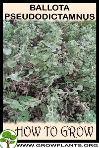 How to grow Ballota pseudodictamnus
