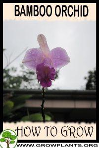 How to grow Bamboo orchid