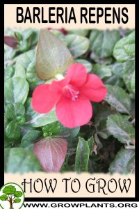 How to grow Barleria repens