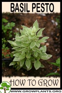 How to grow Basil Pesto