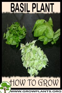 How to grow Basil plant