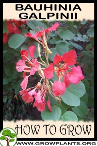 How to grow Bauhinia galpinii